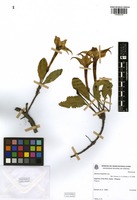 Jaborosa integrifolia Lam. [family SOLANACEAE]