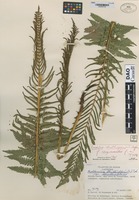 Type of Onoclea struthiopteris (L.) Hoffm. forma raymondii Boivin [family ATHYRIACEAE]