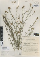 not on sheet of Centaurea paniculata L. variety lunensis Fiori [family ASTERACEAE]