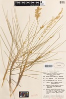 Isotype of Triodia inaequiloba N.T.Burb. [family POACEAE]