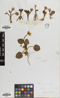 Filed as Ranunculus kochii Ledeb. [family RANUNCULACEAE]