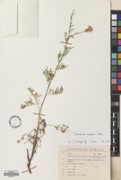 Filed as Centaurea inermis Velen. [family COMPOSITAE]