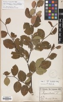 Filed as Fagus sylvatica L. subsp. orientalis (Lipsky) Greuter & Burdet [family FAGACEAE]