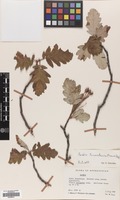 Filed as Sorbus turkestanica Hedl. [family ROSACEAE]