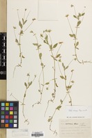 Filed as Viola arvensis Murr. [family VIOLACEAE]