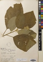 Filed as Solanum erianthum D.Don [family SOLANACEAE]