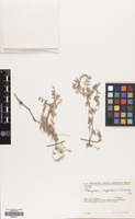 Filed as Astragalus tribuloides Delile [family LEGUMINOSAE]