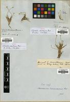 Isotype of Eriocaulon xeranthemum Mart. [family ERIOCAULACEAE]