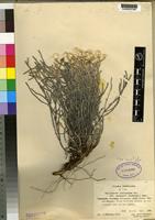 Isoneotype of Helichrysum citrispinum Delile var. hoehnelii (Schweinf.) Hedberg [family COMPOSITAE]
