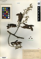 Isotype of Machaerium cobanense Donnell Smith [family FABACEAE]