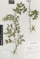 Isotype of Abelia mexicana Villarreal [family CAPRIFOLIACEAE]