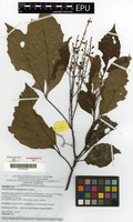 Filed as Allophylus africanus P.Beauv. [family SAPINDACEAE]