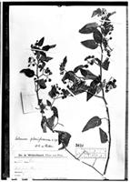 Type of Solanum plurifurcum Bitter [family SOLANACEAE]