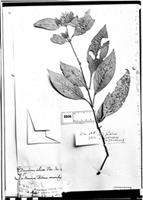 Justicia ciliata in Global Plants on JSTOR