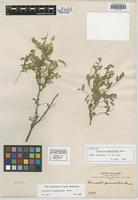 Isotype of Coursetia brachyrhachis Harms [family FABACEAE]