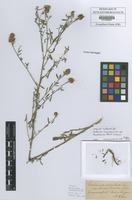 Filed as Centaurea maculosa Lam. var. transsilvanica Schur [family ASTERACEAE]