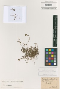 Type of Parietaria soleirolii (Req.) Spreng. [family URTICACEAE]