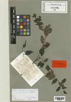Casearia lindeniana Urb. [family FLACOURTIACEAE]