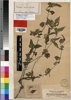 Phaulopsis imbricata in Global Plants on JSTOR