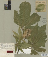 Isotype of Aesculus indica (Cambess.) Hook. var. concolor Browicz [family HIPPOCASTANACEAE]