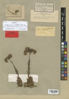 Syntype of Sempervivum × rubellum Timb.-Lagr. [family CRASSULACEAE]