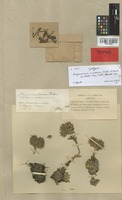 Syntype of Sempervivum × roseum Nyman [family CRASSULACEAE]