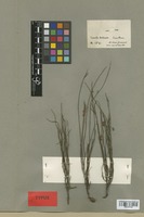 Type of Tetratheca nuda Lindl. var. spartea Benth. [family TREMANDRACEAE]