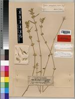 Justicia kotschyi in Global Plants on JSTOR