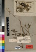 Isotype of Anthriscus sylvestris var. abyssinica A. Rich. [family APIACEAE]