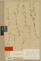 Isotype of Erythraea chanetii H. Lév. [family GENTIANACEAE]