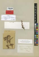 Syntype of Sempervivum × vallesiacum De la Soie [family CRASSULACEAE]