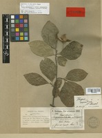 Isolectotype of Fagus orientalis Lipsky [family FAGACEAE]