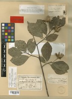 Isolectotype of Fagus orientalis Lipsky [family FAGACEAE]