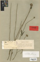 Syntype of Leucas milanjiana Gürke [family LABIATAE]