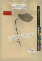 Isolectotype of Fagus hohenackeriana Palib. [family FAGACEAE]