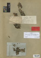 Syntype of Sempervivum × roseum Nyman [family CRASSULACEAE]