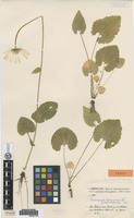 Type of Doronicum columnae Ten. f. orientale Hayek [family ASTERACEAE]