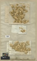 Filed as Echinops strigosus L. [family COMPOSITAE]