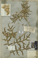 Filed as Echinops strigosus L. [family COMPOSITAE]