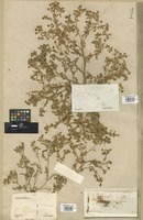 Filed as Cotula anthemoides L. [family COMPOSITAE]