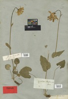 Filed as Doronicum columnae Ten. [family COMPOSITAE]