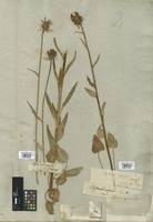 Filed as Phyteuma nigrum F. W. Schmidt [family CAMPANULACEAE]