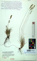 Isotype of Festuca armoricana Kerguelen [family GRAMINEAE]