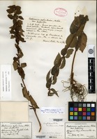Isosyntype of Boehmeria cylindrica (Linnaeus) Swartz var. scabra Porter [family URTICACEAE]