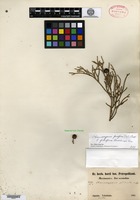 Isotype of Chamaecyparis pendula Maximowicz [family CUPRESSACEAE]