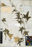 Syntype of Cucurbita palmata S. Watson [family CUCURBITACEAE]
