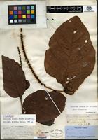 Type of Coccoloba costata C. Wright ex Sauvalle [family POLYGONACEAE]