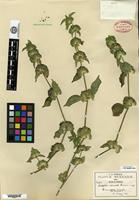 Syntype of Dicliptera nervata Greenman [family ACANTHACEAE]