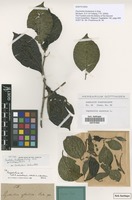 Filed as Psychotria forsteriana A.Gray [family RUBIACEAE]