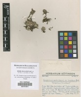 Filed as Sempervivum arachnoideum L. var. tomentosum (Schnittsp. et Lehm.) Wohlf. [family CRASSULACEAE]